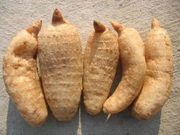 天麻图片:天麻图片到底是什么?一文看懂!