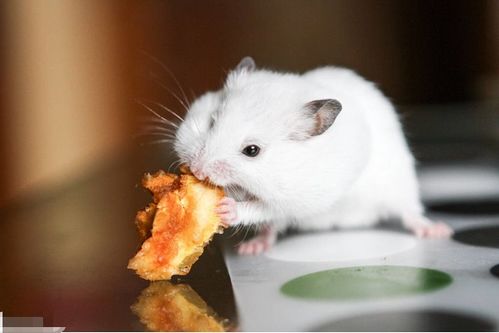 72年属鼠50岁有一灾：72年属鼠50岁运势解析，传统命理与现代生活的平衡之道