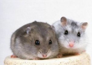 72年属鼠50岁有一灾：72年属鼠50岁运势解析，传统命理与现代生活的平衡之道