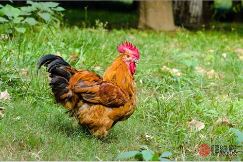 属鸡和属牛今年结婚吉日:2024年属鸡与属牛新人婚配指南,择吉日良辰迎美好姻缘 属鸡和属牛今年结婚吉日:2024年属鸡与属牛新人婚配指南,择吉日良辰迎美好姻缘