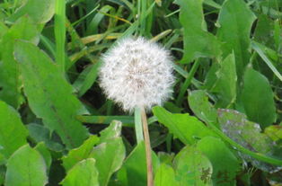 三七花的功效与主治:三七花,传统中医宝库中的健康守护者 三七花的功效与主治:三七花,传统中医宝库中的健康守护者