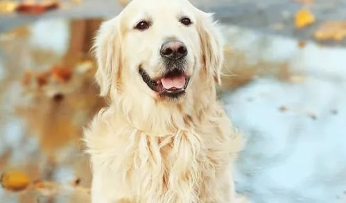 属狗的结婚大利月吉日:属狗的结婚大利月吉日,传统命理与幸福婚姻的完美结合 属狗的结婚大利月吉日:属狗的结婚大利月吉日,传统命理与幸福婚姻的完美结合