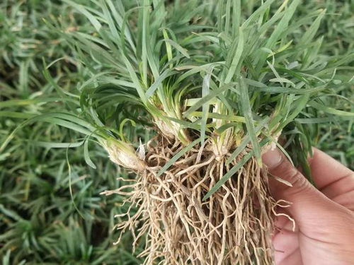 麦冬泡水喝一次用几粒:麦冬泡水喝一次用几粒?专家详解正确用量与注意事项 麦冬泡水喝一次用几粒:麦冬泡水喝一次用几粒?专家详解正确用量与注意事项