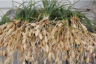 麦冬泡水喝一次用几粒:麦冬泡水喝一次用几粒?专家详解正确用量与注意事项