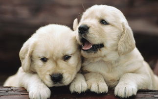 1994年属狗最佳婚配:1994年属狗最佳婚配,传统命理与现代婚恋的完美结合 1994年属狗最佳婚配:1994年属狗最佳婚配,传统命理与现代婚恋的完美结合