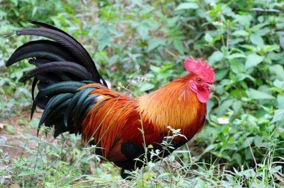 属相鸡结婚吉日有哪些好:属相鸡结婚吉日有哪些好?