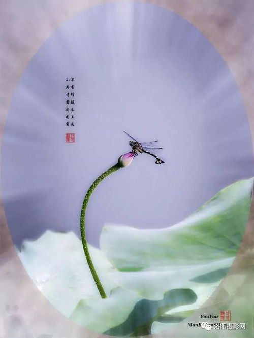 蜻蜓误入湖蝶网求姻缘:蜻蜓误入湖蝶网,一场意外的奇遇与姻缘 蜻蜓误入湖蝶网求姻缘:蜻蜓误入湖蝶网,一场意外的奇遇与姻缘