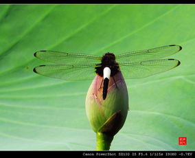蜻蜓误入湖蝶网求姻缘:蜻蜓误入湖蝶网,一场意外的奇遇与姻缘