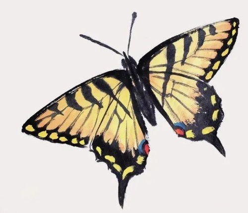 蜻蜓误入湖蝶网求姻缘:蜻蜓误入湖蝶网,一场意外的奇遇与姻缘 蜻蜓误入湖蝶网求姻缘:蜻蜓误入湖蝶网,一场意外的奇遇与姻缘