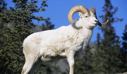 2020属羊下半年姻缘:2020属羊下半年姻缘指南,甜蜜机遇与温馨提醒