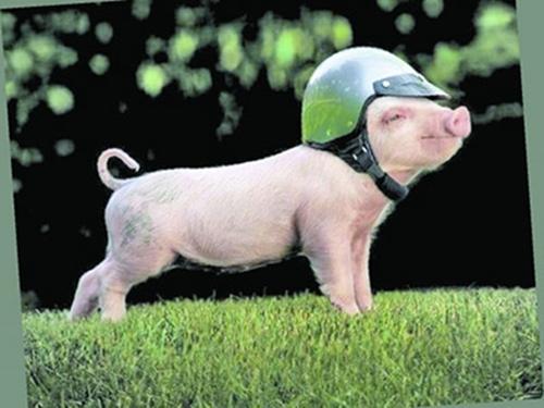 今年属猪的姻缘好不好:2025年属猪的你,姻缘运势究竟如何?