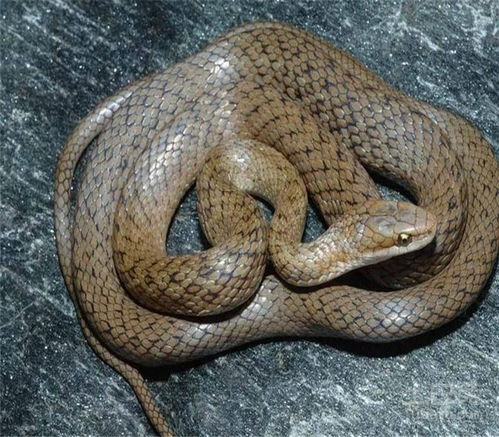 梦见自己被蛇咬出血了是什么征兆:梦见自己被蛇咬出血了是什么征兆? 梦见自己被蛇咬出血了是什么征兆:梦见自己被蛇咬出血了是什么征兆?