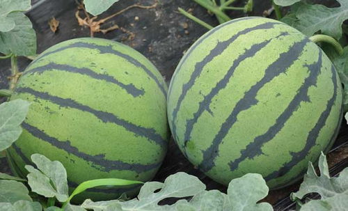 鹿瓜多肽多少钱一支：鹿瓜多肽价格解析，一支多少钱？功效、品牌与购买渠道全了解