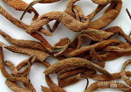 石韦的功效与作用:石韦,传统中医宝库中的清热利尿珍品 石韦的功效与作用:石韦,传统中医宝库中的清热利尿珍品