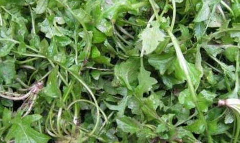 石韦的功效与作用:石韦,传统中医宝库中的清热利尿珍品