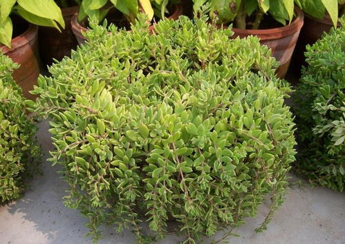 石韦的功效与作用:石韦,传统中医宝库中的清热利尿珍品 石韦的功效与作用:石韦,传统中医宝库中的清热利尿珍品