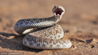 01年属蛇的结婚吉日:2001年属蛇人结婚吉日推荐,天作之合,良辰吉日迎幸福 01年属蛇的结婚吉日:2001年属蛇人结婚吉日推荐,天作之合,良辰吉日迎幸福