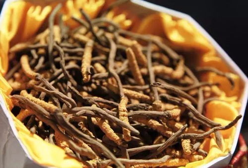 冬虫夏草的正确吃法和功效:冬虫夏草的正确吃法与功效全解析,传统滋补智慧的现代应用 冬虫夏草的正确吃法和功效:冬虫夏草的正确吃法与功效全解析,传统滋补智慧的现代应用