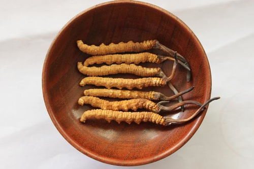 冬虫夏草的正确吃法和功效:冬虫夏草的正确吃法与功效全解析,传统滋补智慧的现代应用