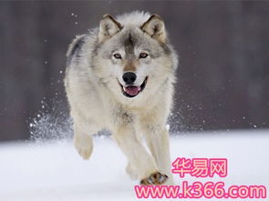 梦见用石头打狼是什么预兆:梦里用石头打狼,这些预兆你了解吗?