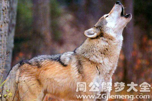 梦见用石头打狼是什么预兆:梦里用石头打狼,这些预兆你了解吗? 梦见用石头打狼是什么预兆:梦里用石头打狼,这些预兆你了解吗?