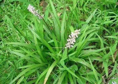 绞股蓝的功效与作用与主治:绞股蓝的功效与作用,传统草药的现代养生价值
