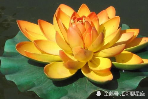 蛇男属羊女结婚吉日:蛇男属羊女结婚吉日,天作之合,幸福美满