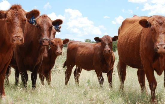 61年属牛的姻缘如何:1961年属牛人姻缘解析,机遇与挑战并存,如何把握幸福?