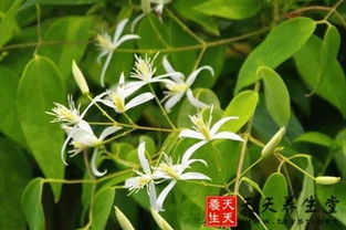 黄风药材长什么样子:揭秘黄风药材,它长什么样子?图鉴与功效全解析