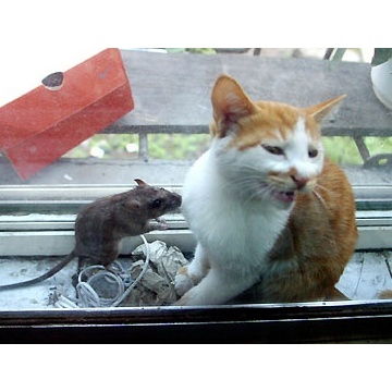 已婚女人梦见成群老鼠:已婚女人梦见成群老鼠,解密梦境背后的婚姻隐喻 已婚女人梦见成群老鼠:已婚女人梦见成群老鼠,解密梦境背后的婚姻隐喻