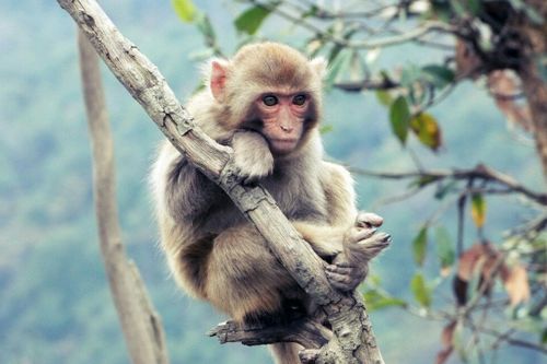 属猴人和属狗人姻缘如何:揭秘属猴人与属狗人姻缘,甜蜜与挑战并存 属猴人和属狗人姻缘如何:揭秘属猴人与属狗人姻缘,甜蜜与挑战并存