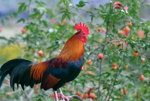 23年属鸡的结婚吉日是:2024年属鸡的结婚吉日推荐,喜结良缘,幸福启航 23年属鸡的结婚吉日是:2024年属鸡的结婚吉日推荐,喜结良缘,幸福启航