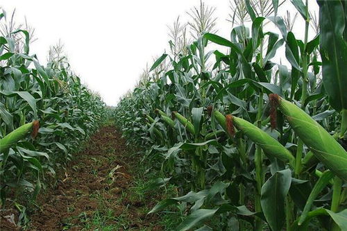 周公解梦梦见玉米:梦见玉米,丰收与隐秘的双重隐喻 周公解梦梦见玉米:梦见玉米,丰收与隐秘的双重隐喻