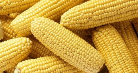 周公解梦梦见玉米:梦见玉米,丰收与隐秘的双重隐喻 周公解梦梦见玉米:梦见玉米,丰收与隐秘的双重隐喻