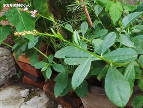 首乌藤图片:首乌藤图片,认识这种美丽的藤本植物 首乌藤图片:首乌藤图片,认识这种美丽的藤本植物