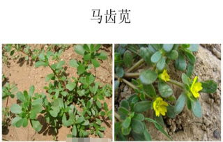 首乌藤图片:首乌藤图片,认识这种美丽的藤本植物 首乌藤图片:首乌藤图片,认识这种美丽的藤本植物