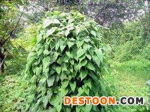 首乌藤图片:首乌藤图片,认识这种美丽的藤本植物 首乌藤图片:首乌藤图片,认识这种美丽的藤本植物