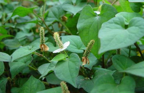 鱼腥草图片大全大图:鱼腥草图片大全大图,高清欣赏与实用图集 鱼腥草图片大全大图:鱼腥草图片大全大图,高清欣赏与实用图集