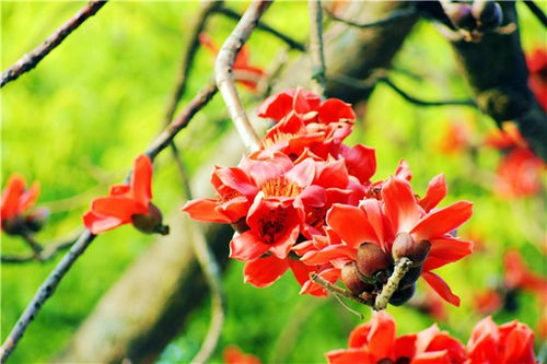 刺桐花和姻缘有关系吗:刺桐花开,姻缘可期?探寻刺桐花与姻缘的神秘联系 刺桐花和姻缘有关系吗:刺桐花开,姻缘可期?探寻刺桐花与姻缘的神秘联系