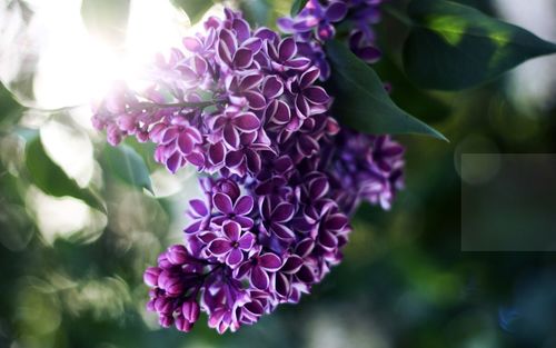 刺桐花和姻缘有关系吗:刺桐花开,姻缘可期?探寻刺桐花与姻缘的神秘联系 刺桐花和姻缘有关系吗:刺桐花开,姻缘可期?探寻刺桐花与姻缘的神秘联系