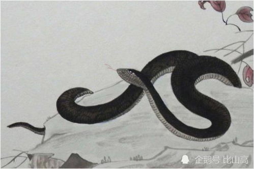 1977年属蛇人的后半生命运:1977年属蛇人后半生,命运转折点与人生新篇章 1977年属蛇人的后半生命运:1977年属蛇人后半生,命运转折点与人生新篇章