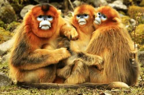 1993年属什么生肖配对最好:1993年属什么生肖配对最好?猴年姻缘与事业最佳搭档解析 1993年属什么生肖配对最好:1993年属什么生肖配对最好?猴年姻缘与事业最佳搭档解析