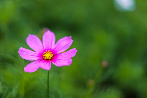 格桑花图片:格桑花图片,自然的馈赠,幸福的象征 格桑花图片:格桑花图片,自然的馈赠,幸福的象征