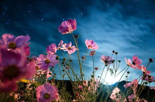 格桑花图片:格桑花图片,自然的馈赠,幸福的象征 格桑花图片:格桑花图片,自然的馈赠,幸福的象征