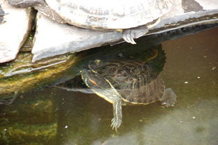 梦见死鱼什么预兆:梦见死鱼,解密梦境中的神秘预兆 梦见死鱼什么预兆:梦见死鱼,解密梦境中的神秘预兆