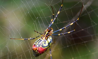 梦见蜘蛛咬人:解密梦境,梦见蜘蛛咬人,背后隐藏的心理密码 梦见蜘蛛咬人:解密梦境,梦见蜘蛛咬人,背后隐藏的心理密码