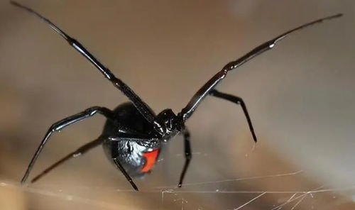 梦见蜘蛛咬人:解密梦境,梦见蜘蛛咬人,背后隐藏的心理密码 梦见蜘蛛咬人:解密梦境,梦见蜘蛛咬人,背后隐藏的心理密码