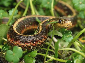 女人梦见蛇是什么意思周公解梦:女人梦见蛇,周公解梦的传统文化解读与现代心理分析 女人梦见蛇是什么意思周公解梦:女人梦见蛇,周公解梦的传统文化解读与现代心理分析
