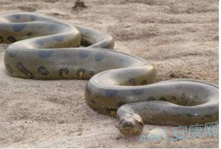 女人梦见被蛇追预示着什么意思:女人梦见被蛇追,解密梦境背后的隐藏信息与真相 女人梦见被蛇追预示着什么意思:女人梦见被蛇追,解密梦境背后的隐藏信息与真相