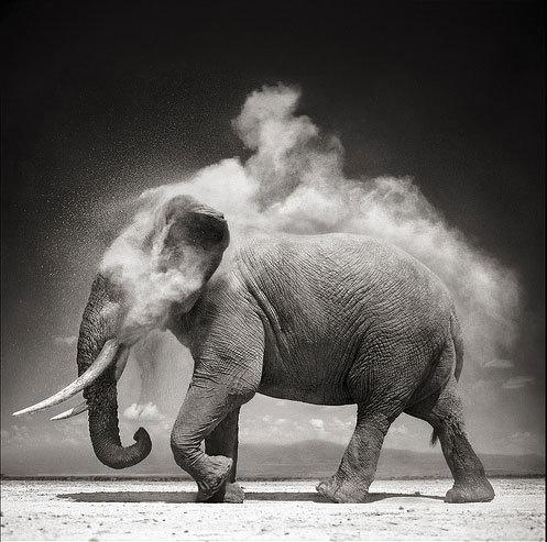 10月4号是什么日子:10月4日,世界动物日与人类与自然的和谐共生 10月4号是什么日子:10月4日,世界动物日与人类与自然的和谐共生